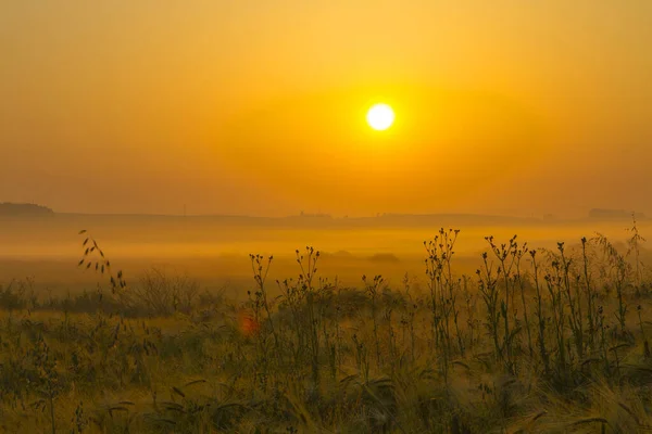 Prachtige Zonsopgang Het Veld Een Zomerochtend — Stockfoto