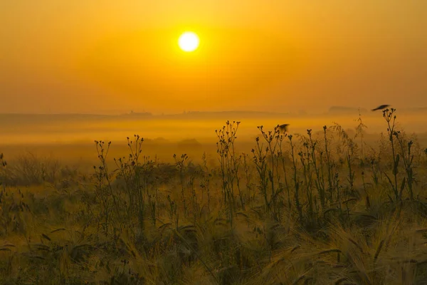 Prachtige Zonsopgang Het Veld Een Zomerochtend — Stockfoto