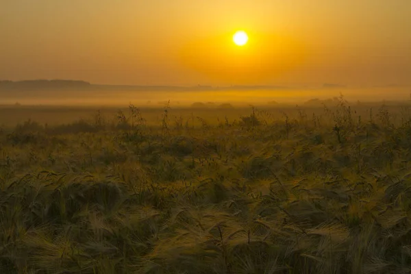 Prachtige Zonsopgang Het Veld Een Zomerochtend — Stockfoto