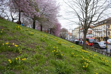 Çiçek açan nergisler, seçici odaklanma. Prag, Petrin Tepesi, Çek Cumhuriyeti