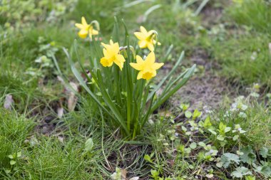 Çiçek açan nergisler, seçici odaklanma. Prag, Petrin Tepesi, Çek Cumhuriyeti