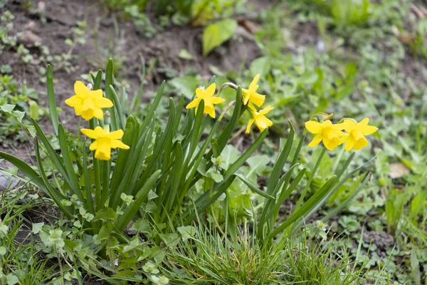 Blommande Påskliljor Selektivt Fokus Prag Petrin Hill Tjeckien — Stockfoto