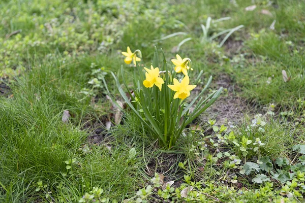 Blooming Daffodils Selective Focus Prague Petrin Hill Czech Republic — Stock Photo, Image