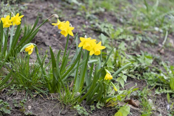 Blooming Daffodils Selective Focus Prague Petrin Hill Czech Republic — Stock Photo, Image