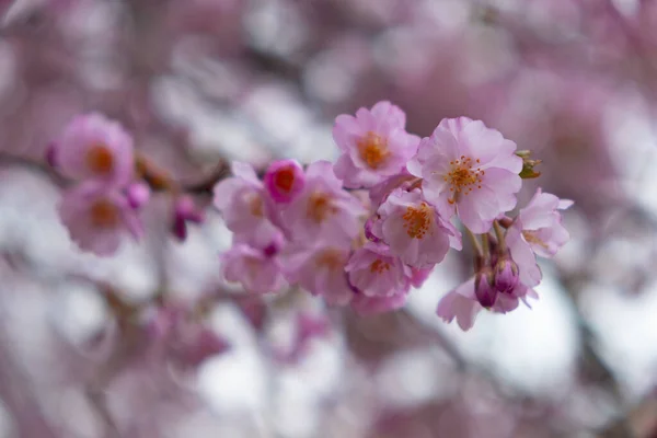 Flowering Cherry Trees Prague City Garden Petrin Hill Czech Republic — Stock Photo, Image