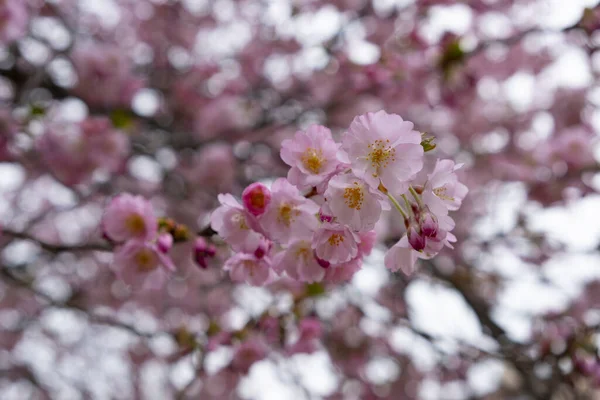 Cherry Blossoms City Garden Selective Focus Prague Petrin Hill Czech — Stock Photo, Image