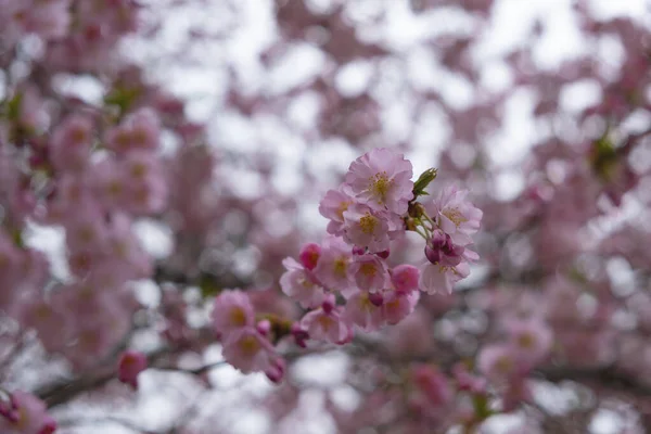 Flowering Cherry Trees Prague City Garden Petrin Hill Czech Republic — Stock Photo, Image