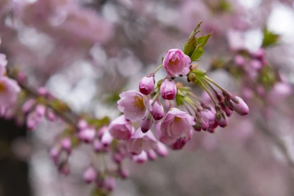 Flowering Cherry Trees Prague City Garden Petrin Hill Czech Republic — Stock Photo, Image