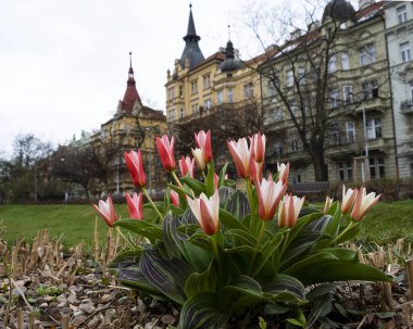 Prag şehrinde güzel bahar laleleri