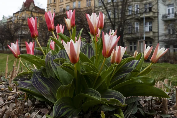 Hermosos Tulipanes Primavera Ciudad Praga — Foto de Stock