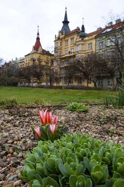 Primavera Ciudad Praga — Foto de Stock