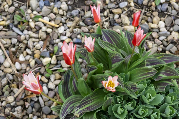 Beautiful Spring Tulips Flowerbed Prague City — Stock Photo, Image