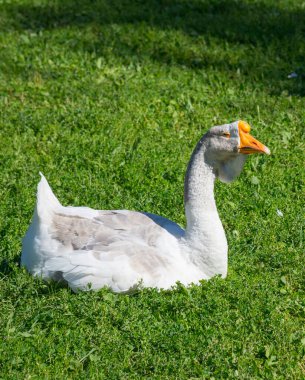 Yeşil çimlerin üzerinde beyaz kaz