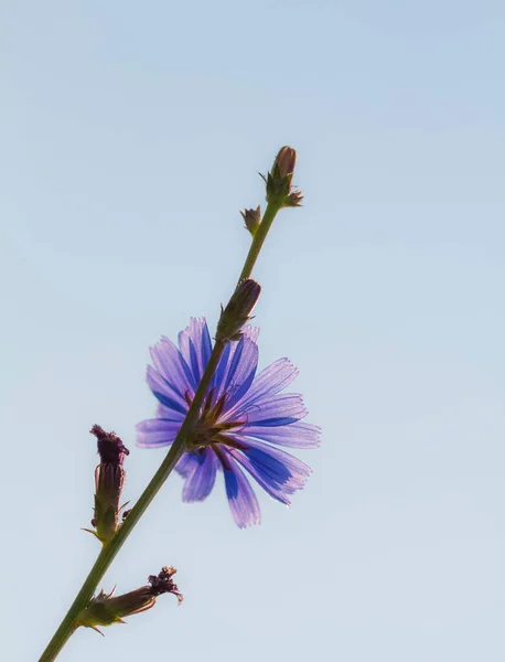 Cichorium Intybus Flor Chicória Contra Céu Azul — Fotografia de Stock
