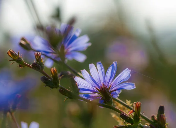 Lindas Flores Chicória Cichorium Intybus — Fotografia de Stock