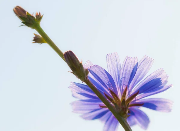 Cichorium Intybus Flor Chicória Contra Céu Azul — Fotografia de Stock