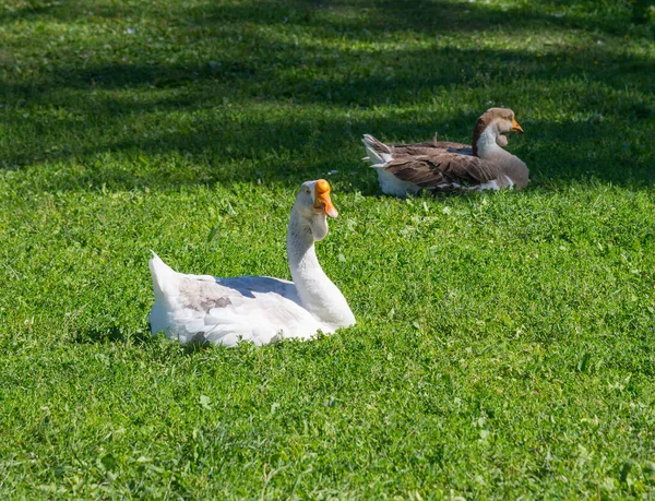 Gansos Domésticos Pasto —  Fotos de Stock