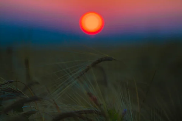 Beautiful Sunrise Field Summer Morning Selective Focus — Stock Photo, Image