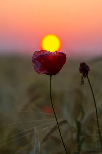 Schöne Mohnblumen Beim Sonnenaufgang Selektiver Fokus Raum Für Text — Stockfoto