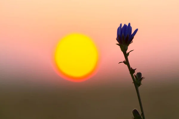 Bellissimi Fiori Cicoria All Alba Focus Selettivo Spazio Testo — Foto Stock