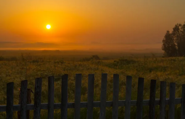 Mooie Zomer Zonsopgang Het Veld — Stockfoto