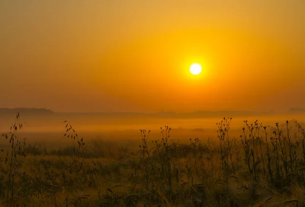 Mooie Zomer Zonsopgang Het Veld — Stockfoto