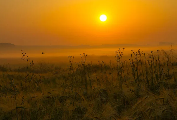 Mooie Zomer Zonsopgang Het Veld — Stockfoto