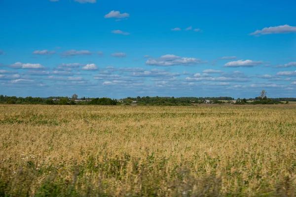 Rural Summer Landscape Midland Russia — Stock Photo, Image