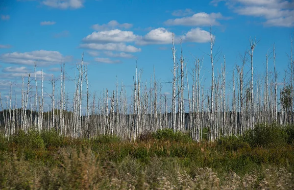 Rusya Nın Orta Kesimindeki Bataklıklarda Birch Korusu — Stok fotoğraf