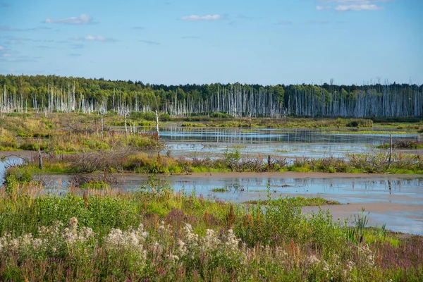Zomer Landschap Marshland Centraal Rusland — Stockfoto