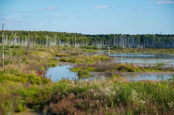 Paisaje Verano Centro Rusia —  Fotos de Stock