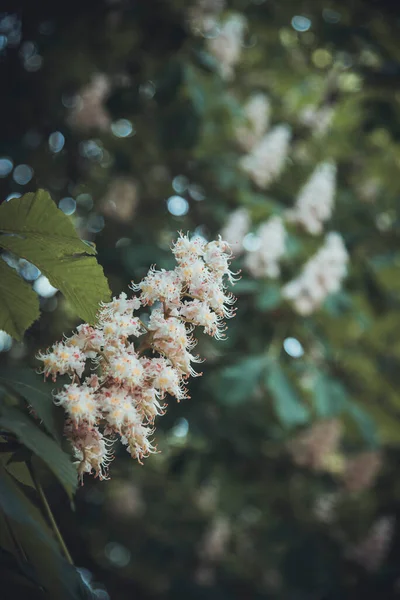 Весна Квітуча Квітка Каштана Парку — стокове фото