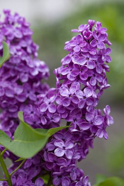 Yağmurdan sonra bir dal leylak çiçeği