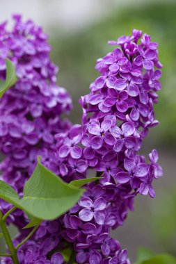 Yağmurdan sonra bir dal leylak çiçeği