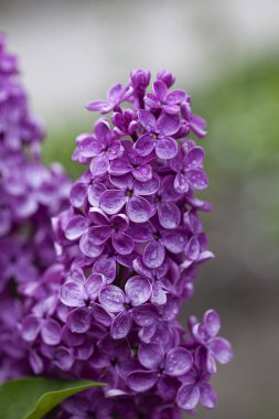 Yağmurdan sonra bir dal leylak çiçeği