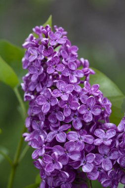 Yağmurdan sonra bir dal leylak çiçeği