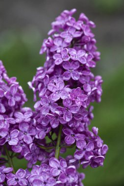 Yağmurdan sonra bir dal leylak çiçeği
