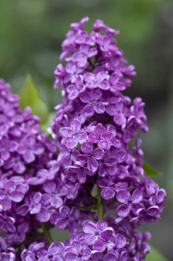 İlkbaharda güzel mor leylak çiçeği