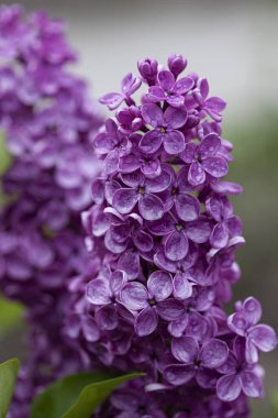 Yağmurdan sonra bir dal leylak çiçeği