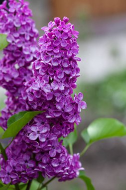 Yağmurdan sonra bir dal leylak çiçeği