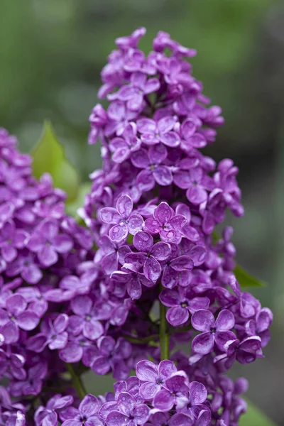 İlkbaharda güzel mor leylak çiçeği