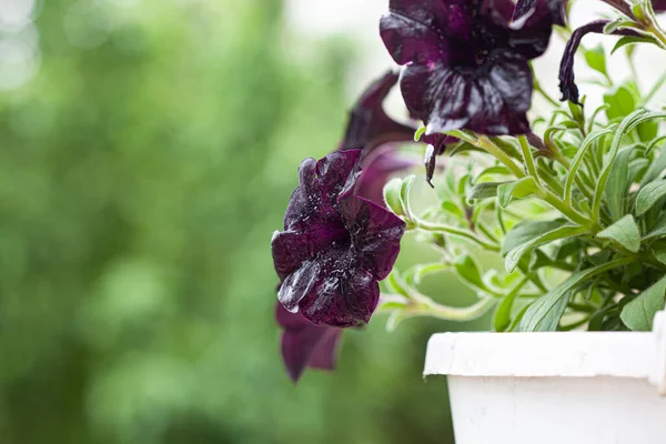 Oscuro Púrpura Petunia Flores Después Lluvia — Foto de Stock