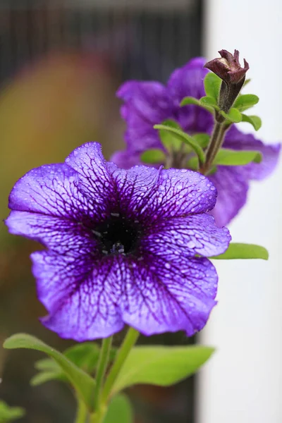 Violeta Surfinia Flores Después Lluvia — Foto de Stock