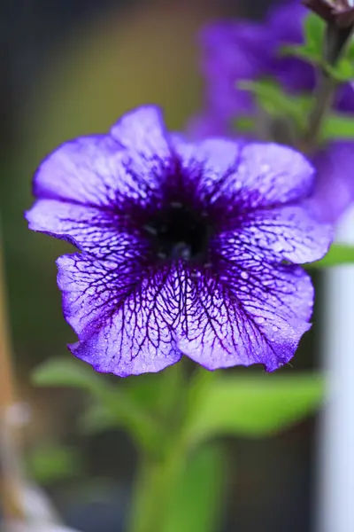 Violet Surfinia Blüht Nach Regen — Stockfoto