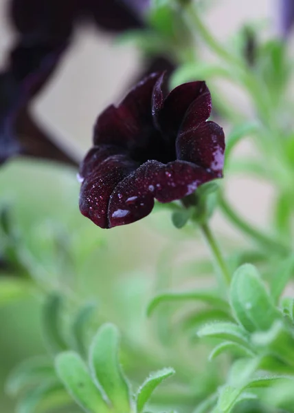 Ciemnofioletowe Petunia Kwiaty Deszczu — Zdjęcie stockowe