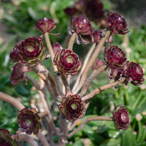 Закрыть Зеленый Красный Цветок Sempervivum Tectorum — стоковое фото