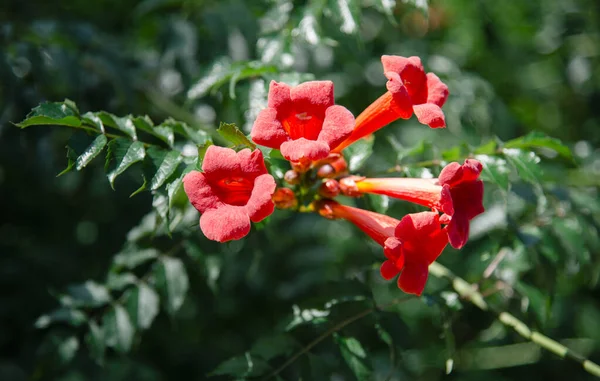 Bahçede Kırmızı Turuncu Kampüs Çiçekleri — Stok fotoğraf