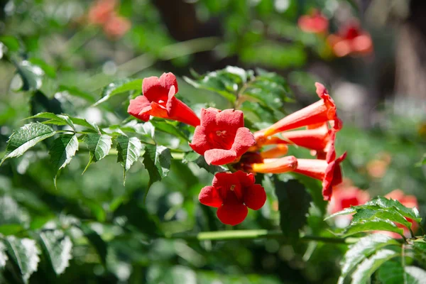 Bahçede Kırmızı Turuncu Kampüs Çiçekleri — Stok fotoğraf