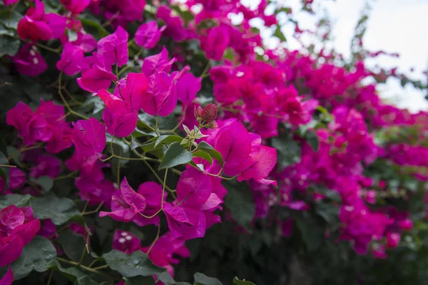 Blommande Bougainvillea Ljus Färg — Stockfoto