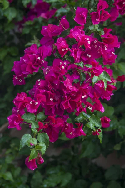Vackra Färgglada Bougainvillea Blommor Blommar — Stockfoto